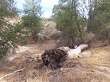 fallen log