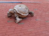 wooden turtle