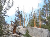 mammoth mtn adv sx130_102