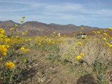 death valley feb16_53