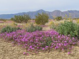 flowers az feb2318