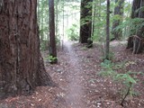 redwoods aug 15___2