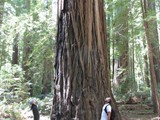 redwoods aug 15___17