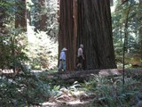 redwoods aug 15___21