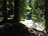 redwoods aug 15___33