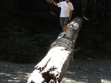 redwoods aug 15___40