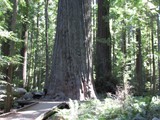 redwoods aug 15___50
