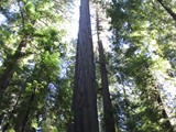 redwoods aug 15___51