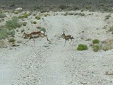 tonopah jul 22 bred andy (61) croped